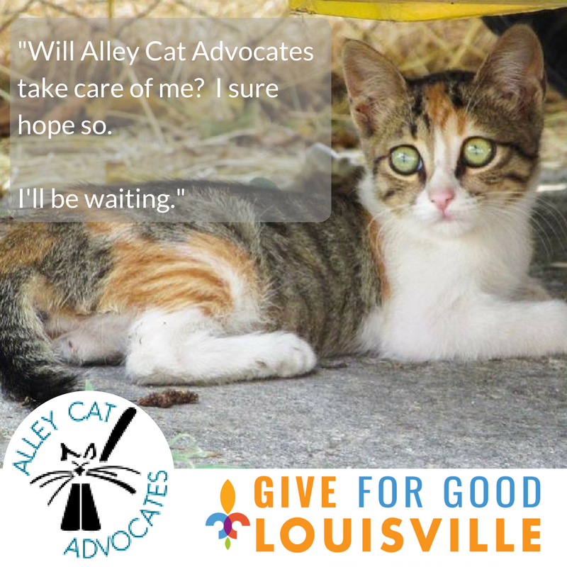 Give for Good Louisville Alley Cat Advocates TrapNeuterRelease