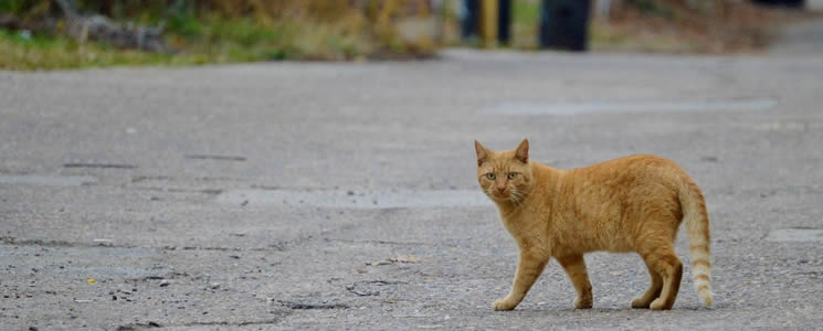 Alley Cat Neighborhoods Program - Alley Cat Advocates | Trap-Neuter-Release  and Volunteer Services for Greater Louisville, KY