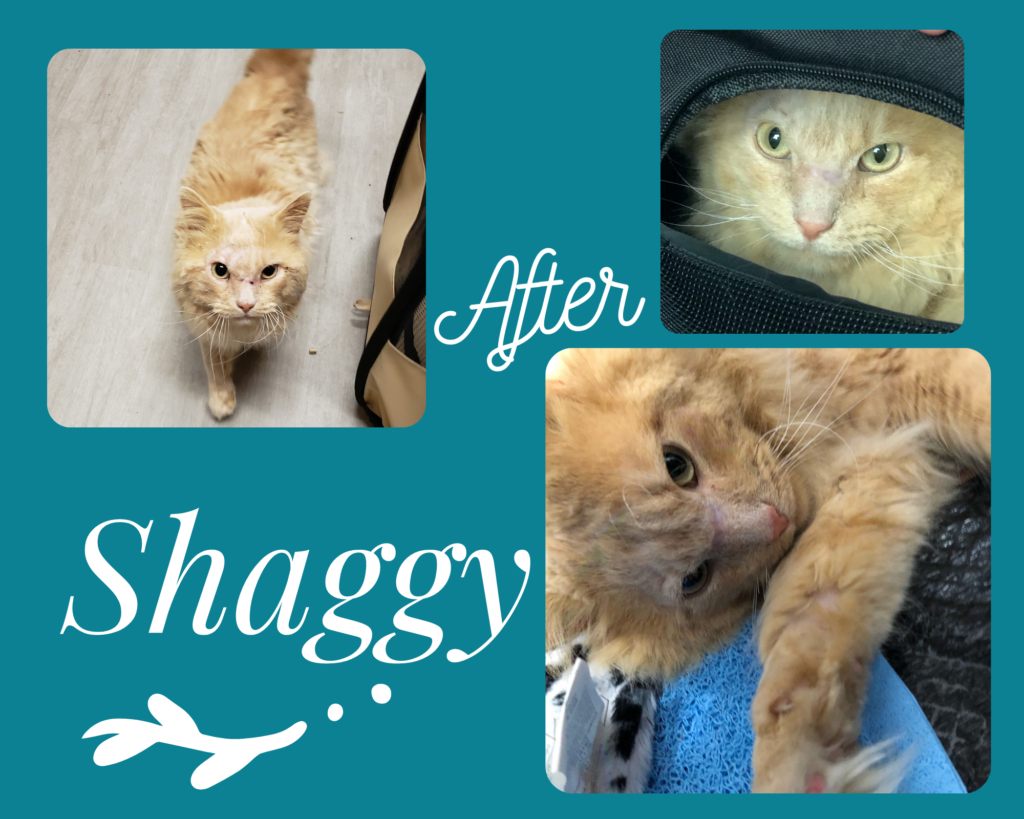 Saving Shaggy Alley Cat Advocates TrapNeuterRelease and Volunteer