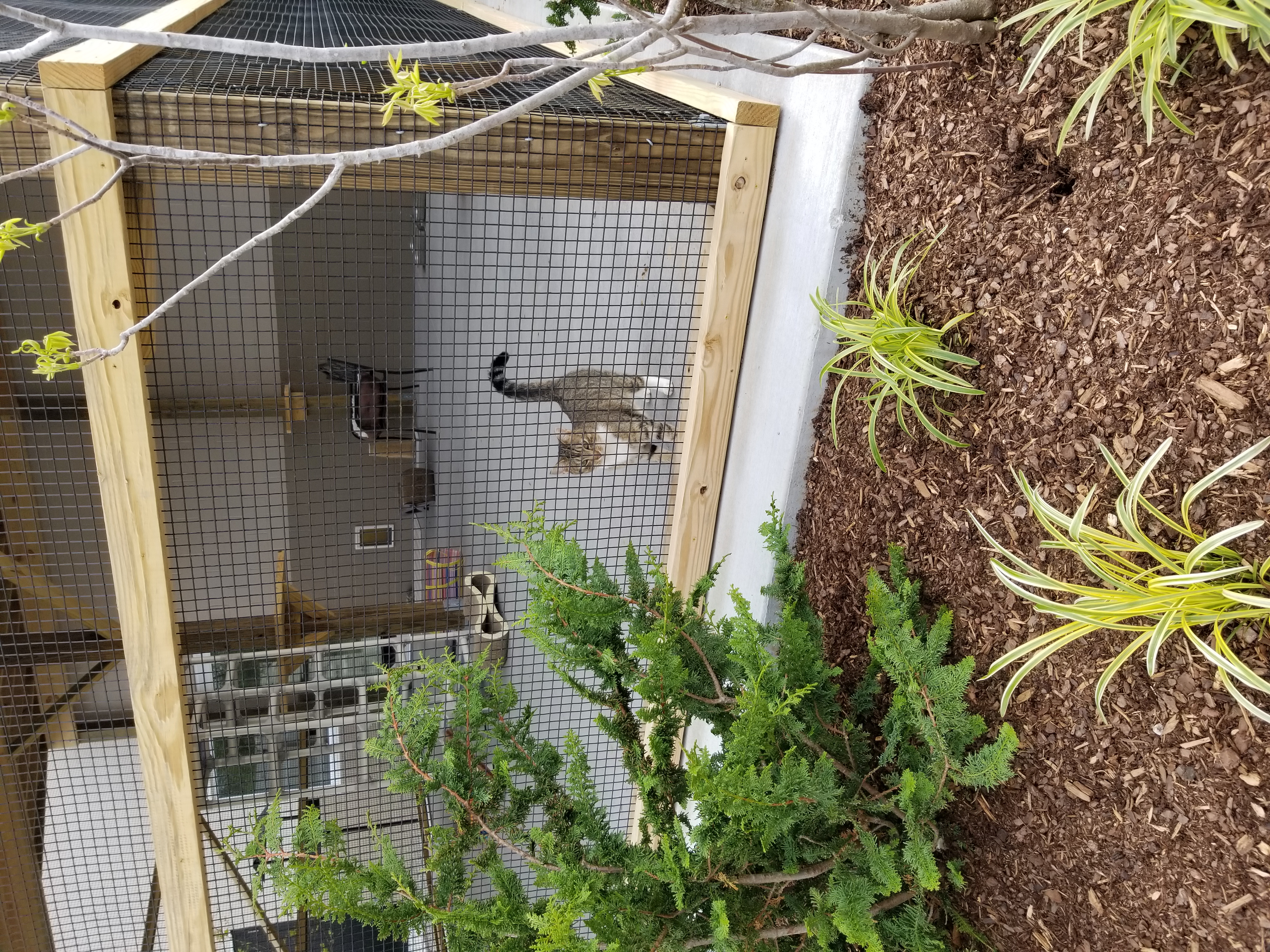 Nigel's Catio Gets an Update Alley Cat Advocates TrapNeuter