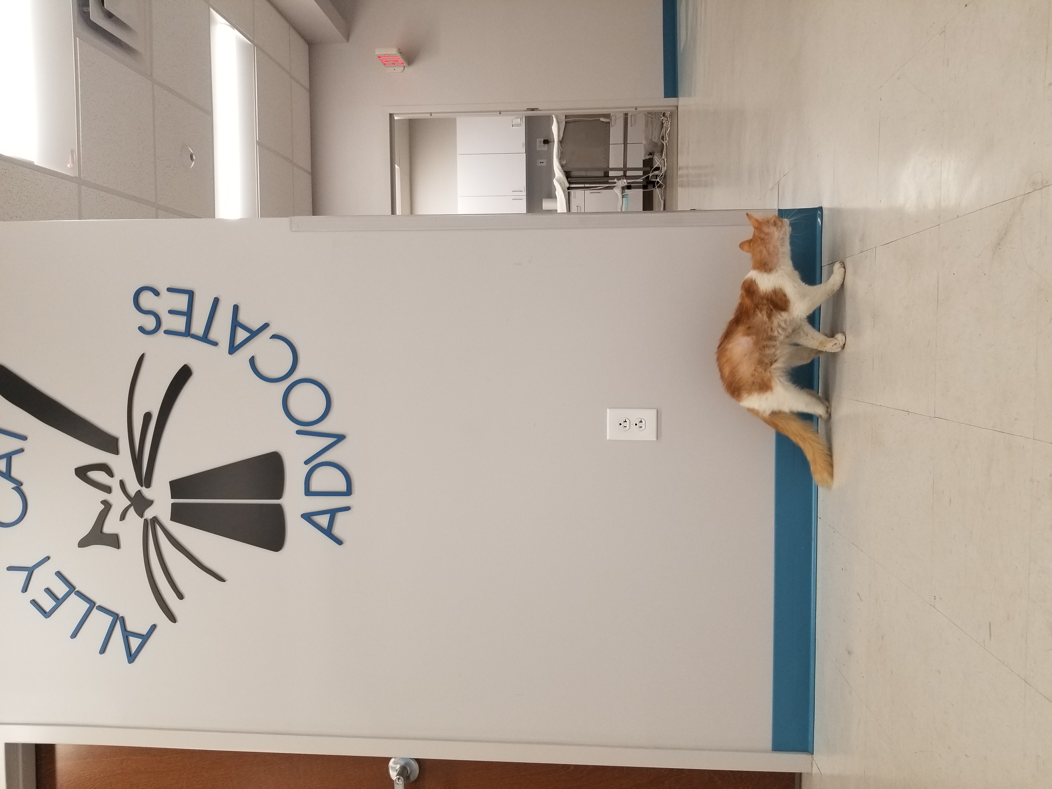 Cross Bones Gets a New Lease on Life Alley Cat Advocates Trap