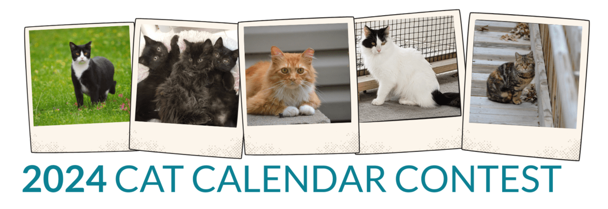 Alley Cat Advocates 2024 Cat Calendar Photo Contest Alley Cat   2024 Alley Cat Advocates Cat Calendar Contest Banner E1688567162772 1200x414 