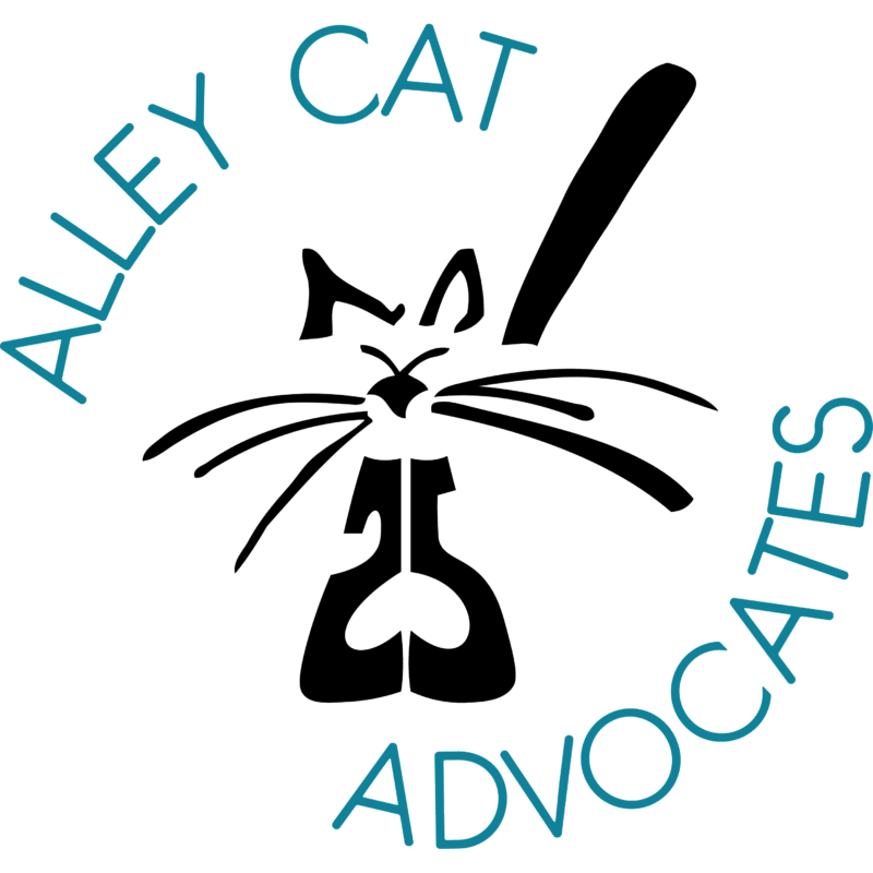 Congratulations to the 2025 Calendar Photo Contest Winners! Alley Cat