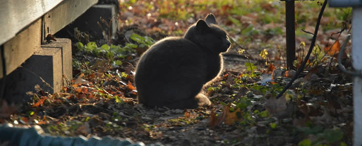 outdoor cat rain shelter