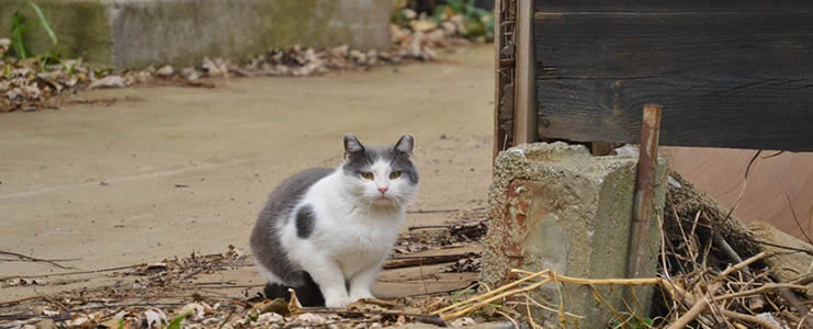 Building Winter Shelters for Community Cats - Alley Cat Advocates