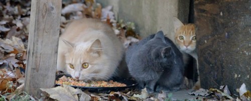 Donate Alley Cat Advocates TrapNeuterRelease Volunteer Louisville