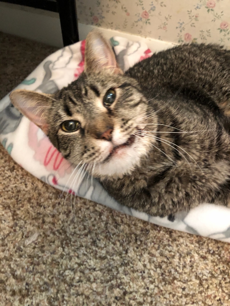 Helping Sasha Smile Alley Cat Advocates TrapNeuterRelease and