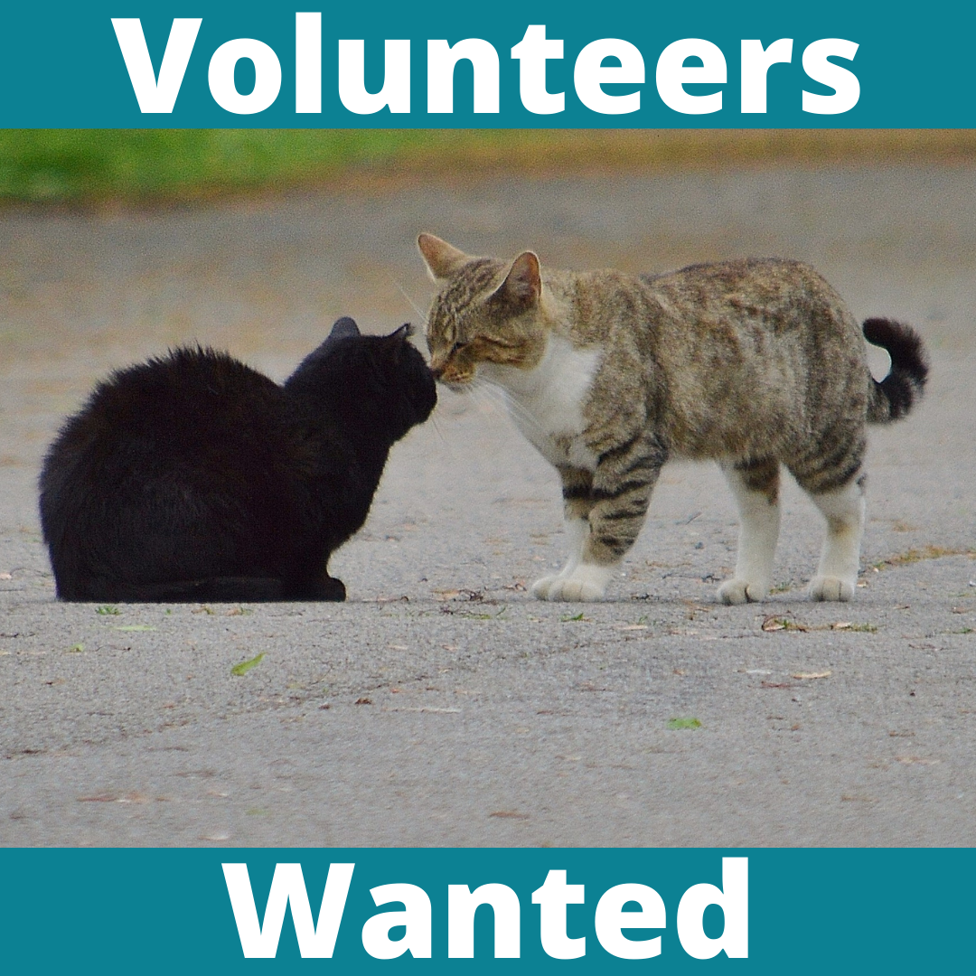 Volunteers Change the World Alley Cat Advocates TrapNeuterRelease