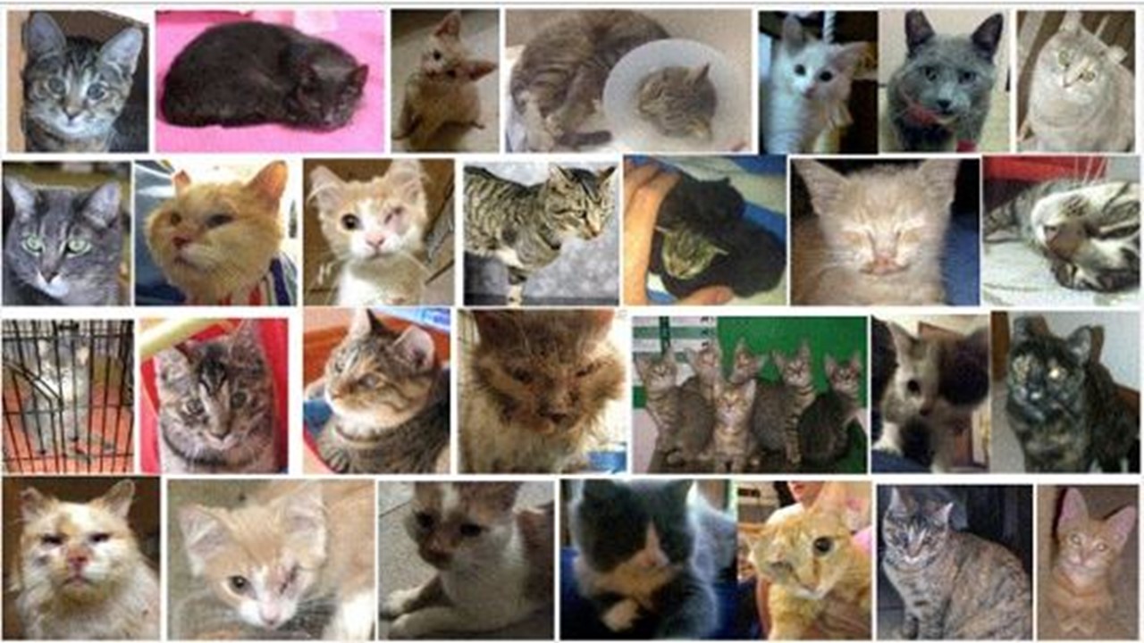 Community Cat Complex Alley Cat Advocates TrapNeuterRelease and