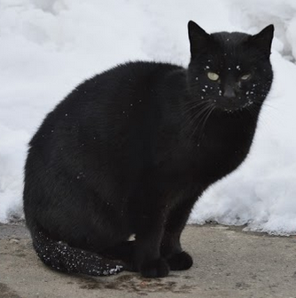 Building Winter Shelters for Community Cats - Alley Cat Advocates   Trap-Neuter-Release and Volunteer Services for Greater Louisville, KY