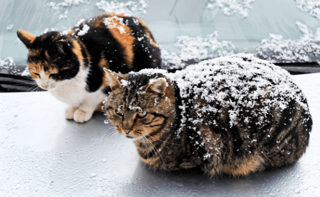 DIY insulated winter cat shelter  Outdoor cat shelter, Cat shelters for  winter, Feral cat shelter